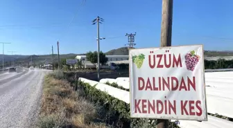 Sarıgöl'de Dalından Üzüm Satışıyla Ekonomiye Katkı