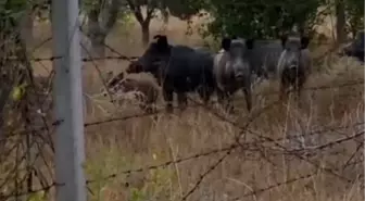 Elmadağ'da Domuz Sürüsü Tarlaya Girdi