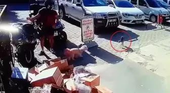 Alanya'da Kediye Şiddet Uygulayan Genç Gözaltına Alındı