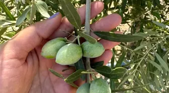 Manisa'da Zeytin Rekolte Tespit Çalışmaları Başladı