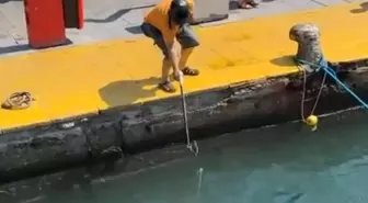 Bodrum'da Nesli Tükenmekte Olan Mavi Yelken Balığı Zıpkınla Vuruldu