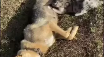 BARTIN'da 'Öksüz' isimli köpek, kalp masajına rağmen hayata döndürülemedi