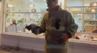 Otomobilin Motoruna Sıkışan Yavru Kedi Kurtarıldı