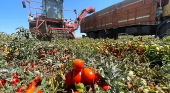 Karacabeyli Çiftçiler Ürün Seçiminde Zor Durumda