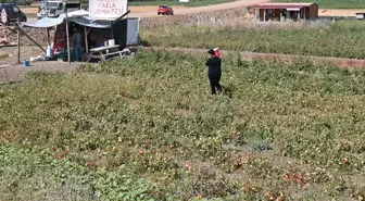 Tarlasını vatandaşa açtı, paraya para demiyor