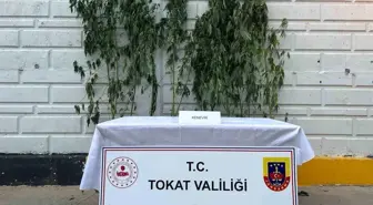 Tokat'ta Kenevir Operasyonu: 10 Kök Ele Geçirildi