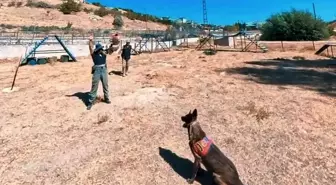 Van Jandarmasının Köpekleri: Göreve Hazır Antrenmanlar