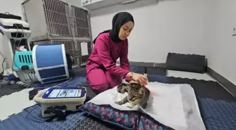 Zonguldak'ta Felçli Kedi 'Ağustos' Yeniden Yürümeye Başladı