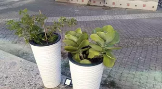 Manavgat'ta Çiçek Hırsızlığı Güvenlik Kamerasında