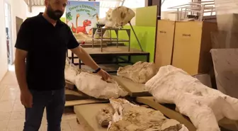 Kayseri'de 7,7 Milyon Yıllık Fil Fosilleri Bulundu
