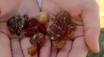 Çam Sakızı, Patnos'ta Şifa Kaynağı Olarak İlgi Görüyor