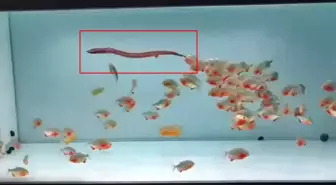 Pirana dolu akvaryuma canlı yılan attılar, sonuç dehşete düşürdü