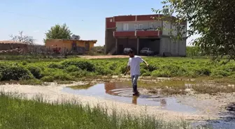 Şanlıurfa Suruç'ta Taban Suyunun Yükselmesi Tarım Arazilerini Tehdit Ediyor