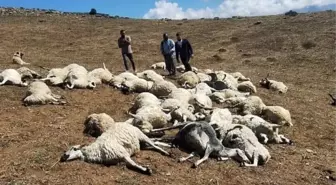 Tunceli'de Yıldırım Düşmesi 58 Koyunu Telef Etti