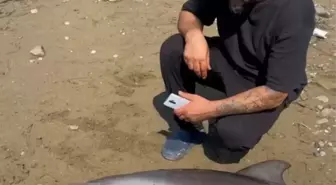 Yalova'da Kıyıya Vuran Ölü Yunus Üzüntü Yarattı