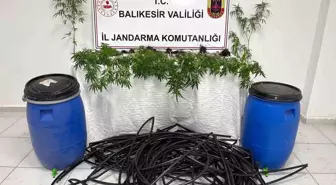 Balıkesir'de Jandarmadan Kenevir Operasyonu: Bir Gözaltı