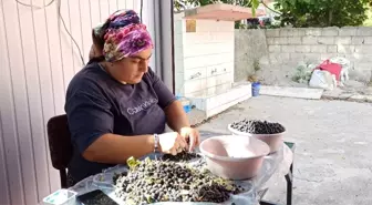 Devrek'te Aronya Meyvesi ile Doğal Meyve Suyu Üretimi Artıyor
