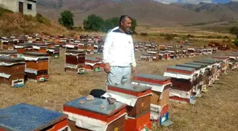 Erzurum'da Arıcılıkla Uğraşan Üreticiler Ayı Saldırılarıyla Mücadele Ediyor