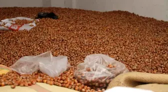 Çarşamba'da Fındık Fiyatları 300 TL'den İşlem Görüyor