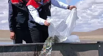Kars'taki Göllere 500 Bin Yavru Sazan Bırakıldı