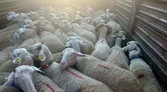 Kırklareli'nde Kaçak Küçükbaş Hayvan Operasyonu: 105 Bin Lira Ceza