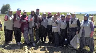 Afyonkarahisar'da Kışlık Patates Hasadı Başladı