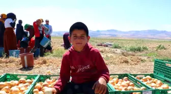 Evren'de Kışlık Soğan Hasadı Başladı: Çiftçilerin Zor Günleri