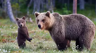 Üniversite yurdunun mutfağında vahşet: Ayıyı parçalarına ayırdılar