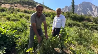 Yüksekova'da Yerli Üzüm Üretimi Yükselişte