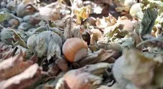 Düzce'den AB Ülkelerine 14 Bin 810 Ton Fındık İhraç Edildi