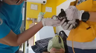 Bakan Tunç'un Ziyaretinde Yavru Kedi Kurtarıldı