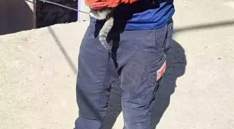 Batman'da Sıkışan Kedi İtfaiye Ekiplerince Kurtarıldı