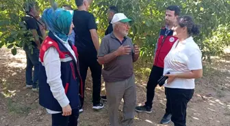 Yapağlı Köyü Ceviz Hasadı Öncesi İncelemeler Yapıldı