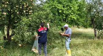 Kağızman'da Elma Bahçelerinde Pestisit Denetimi Yapıldı