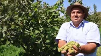 Karadeniz'in fındığını bambaşka coğrafyada yetiştirdi: Kimse inanmıyor