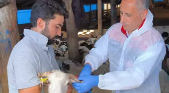 Kars'ta 1,5 Milyon Koyun ve Keçi Aşılanıyor