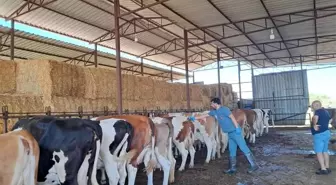 Nazilli'de Şap Hastalığına Karşı Aşılama Çalışmaları Devam Ediyor