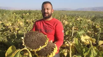 Yeşilhisar'da Ayçiçeği Hasadı Başladı, Rekolte Düşüşü Yaşanıyor