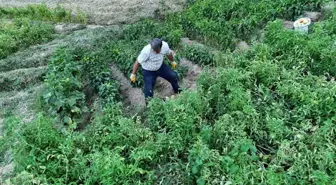 Batman'da 1 Kilogramı Geçen Domatesler İlgiyi Üzerine Çekiyor