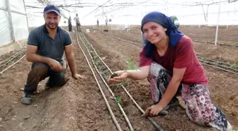 Kumluca'da 2025-2026 Tarım Sezonu Başladı: 25 Bin Dönüm Domates Üretilecek