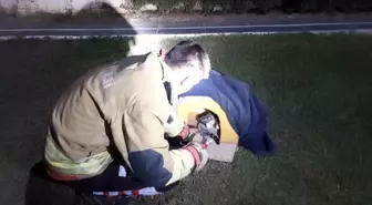 Arsuz'da Yaralı Kedi İtfaiye Ekipleri Tarafından Kurtarıldı