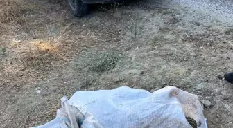 Manisa'da 95 Kilogram Çam Fıstığı Çalan İki Hırsız Yakalandı