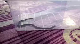 Diyarbakır'da Yılan Paniği