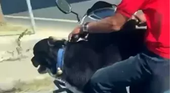 Motosikletli Sürücü, Önüne Aldığı Köpekle Tehlikeli Yola Çıktı