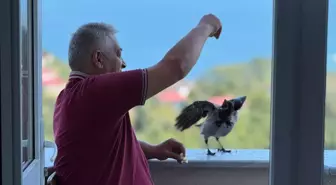 Ordu'da Karga ile Kurulan Sıra Dışı Dostluk