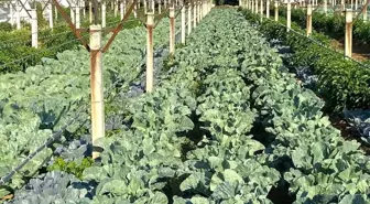 Çiftçi, Üzüm Bağlarını Kış Sebzeleri ile Değerlendiriyor