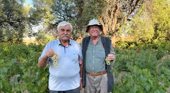 Evren'de Ata Tohumundan Üzüm Hasadı Başladı