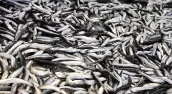 Bolu'da Hamsi Kilosu 200 Lira, Balık Sezonu Başladı