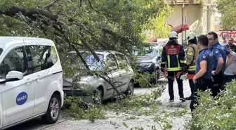 Kadıköy'de Ağaç Dalı Otomobilin Üzerine Düştü