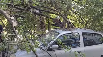 Kadıköy'de Ağaç Devrildi, İki Araç Hasar Gördü